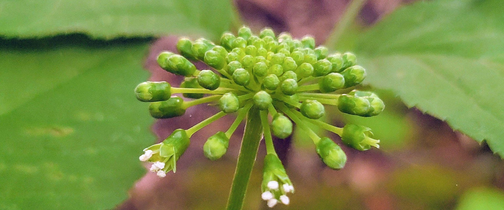 The Truth About Goldenseal: Separating Fact from Fiction