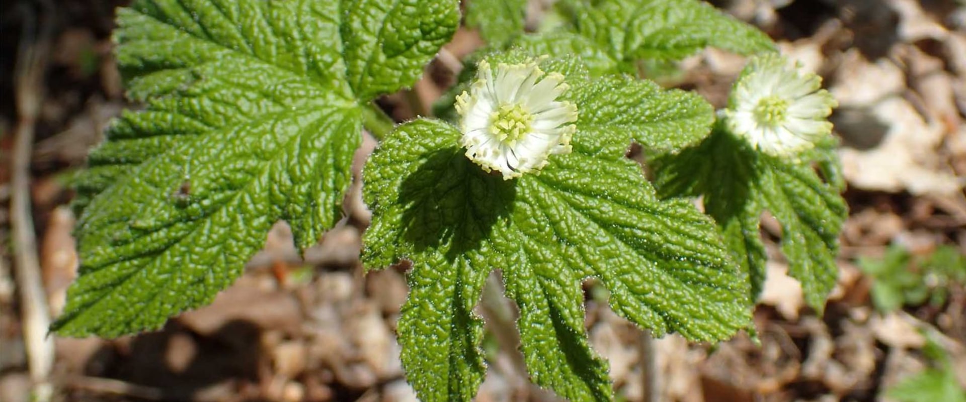 The Truth About Goldenseal: Expert Insights on Its Effects on Blood Pressure