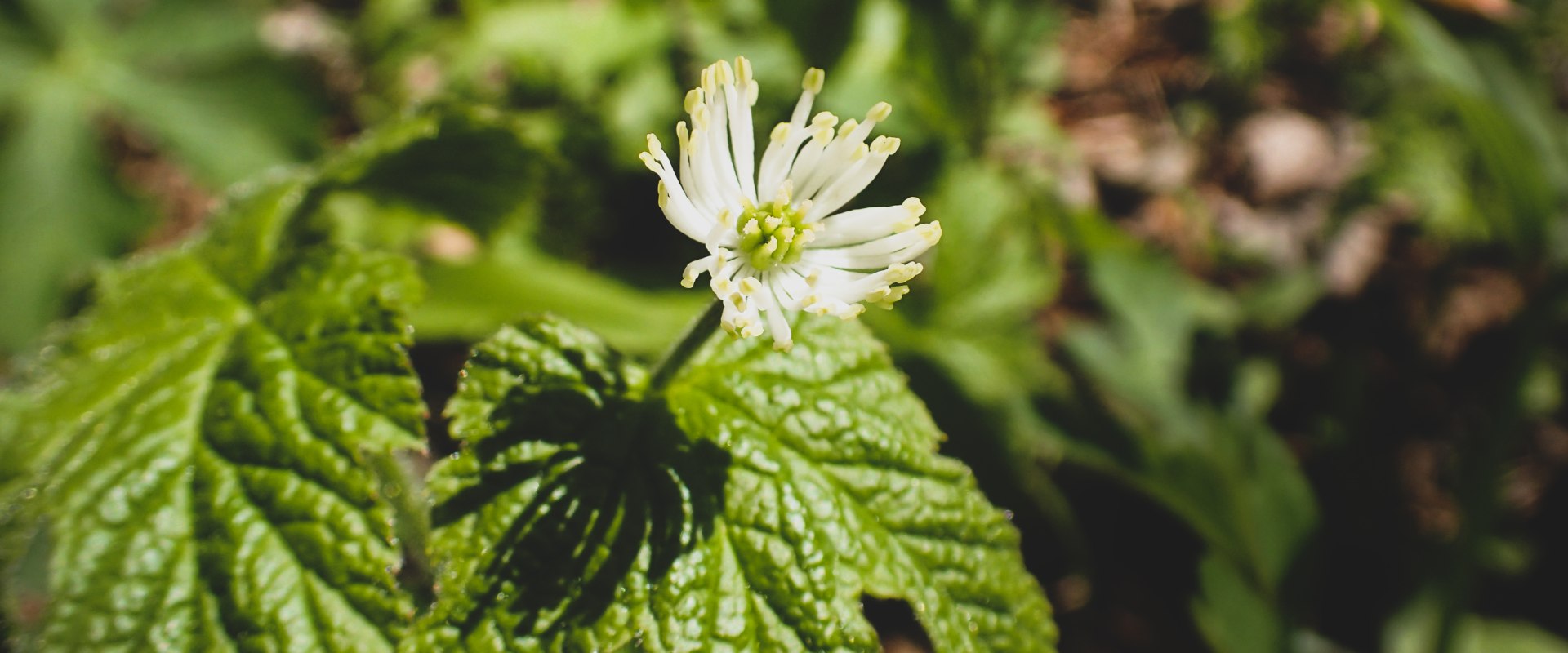 The Incredible Benefits of Goldenseal for Boosting Your Immune System