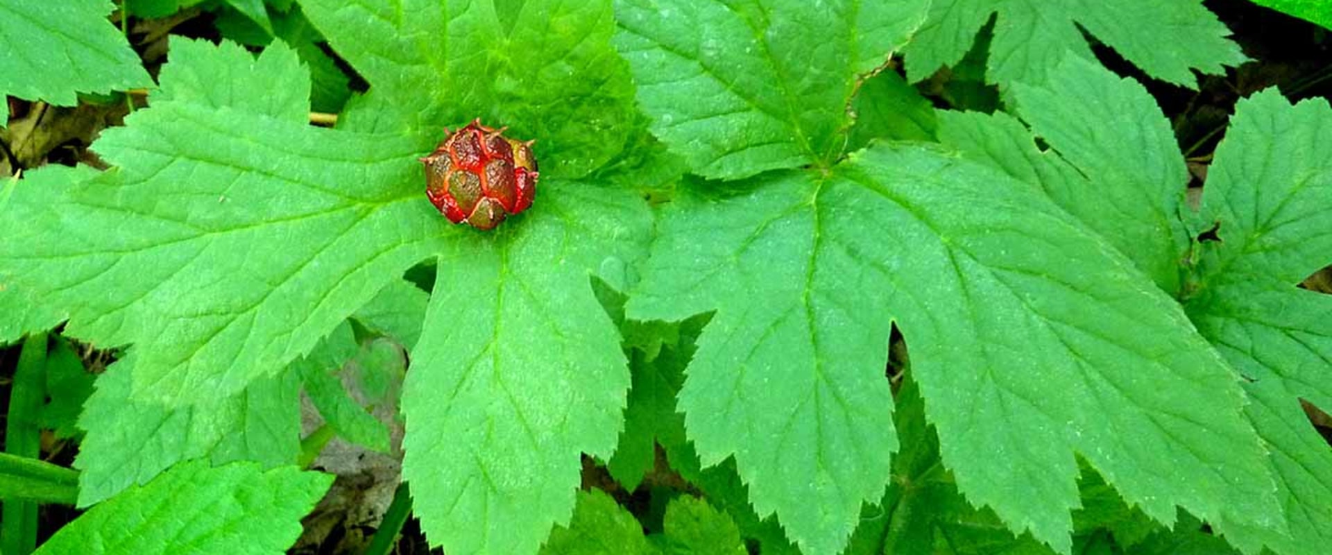 The Healing Powers of Goldenseal: A Comprehensive Guide