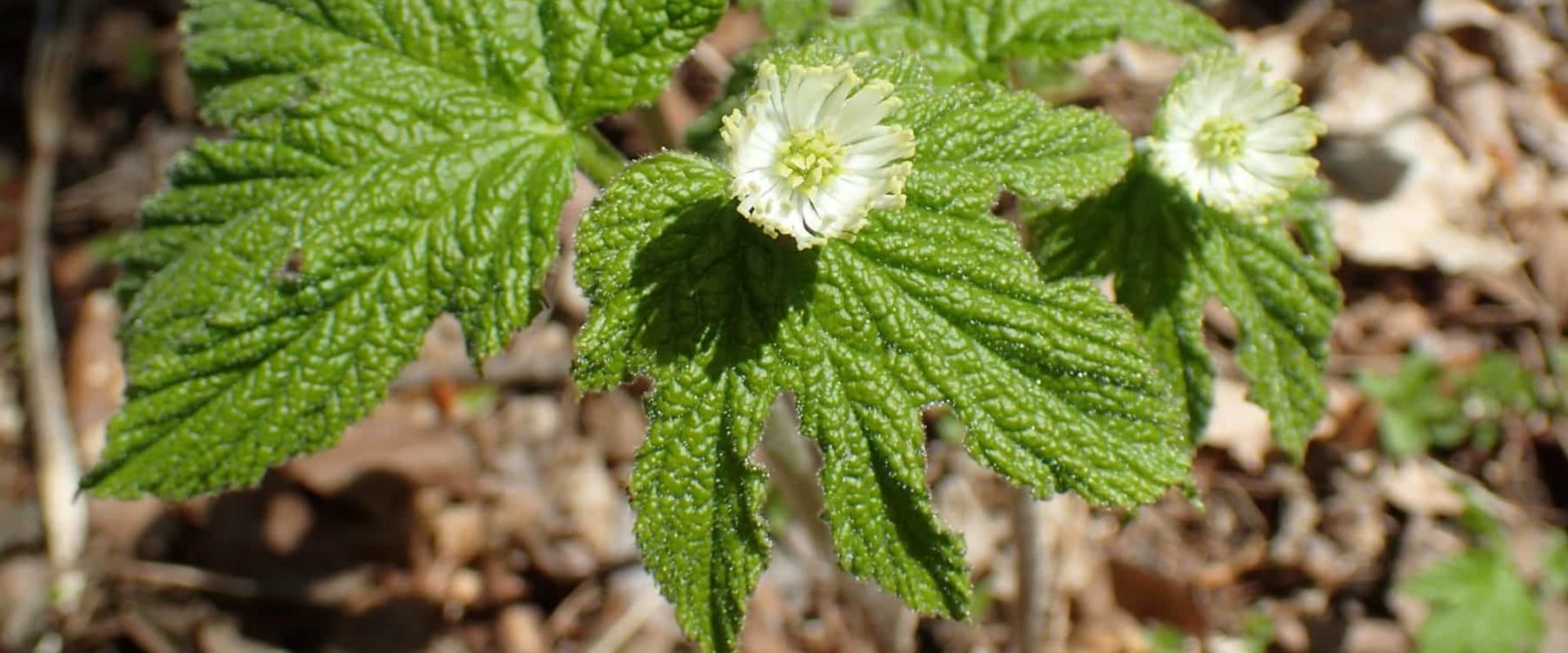 The Truth About Goldenseal and Mucus: Separating Fact from Fiction