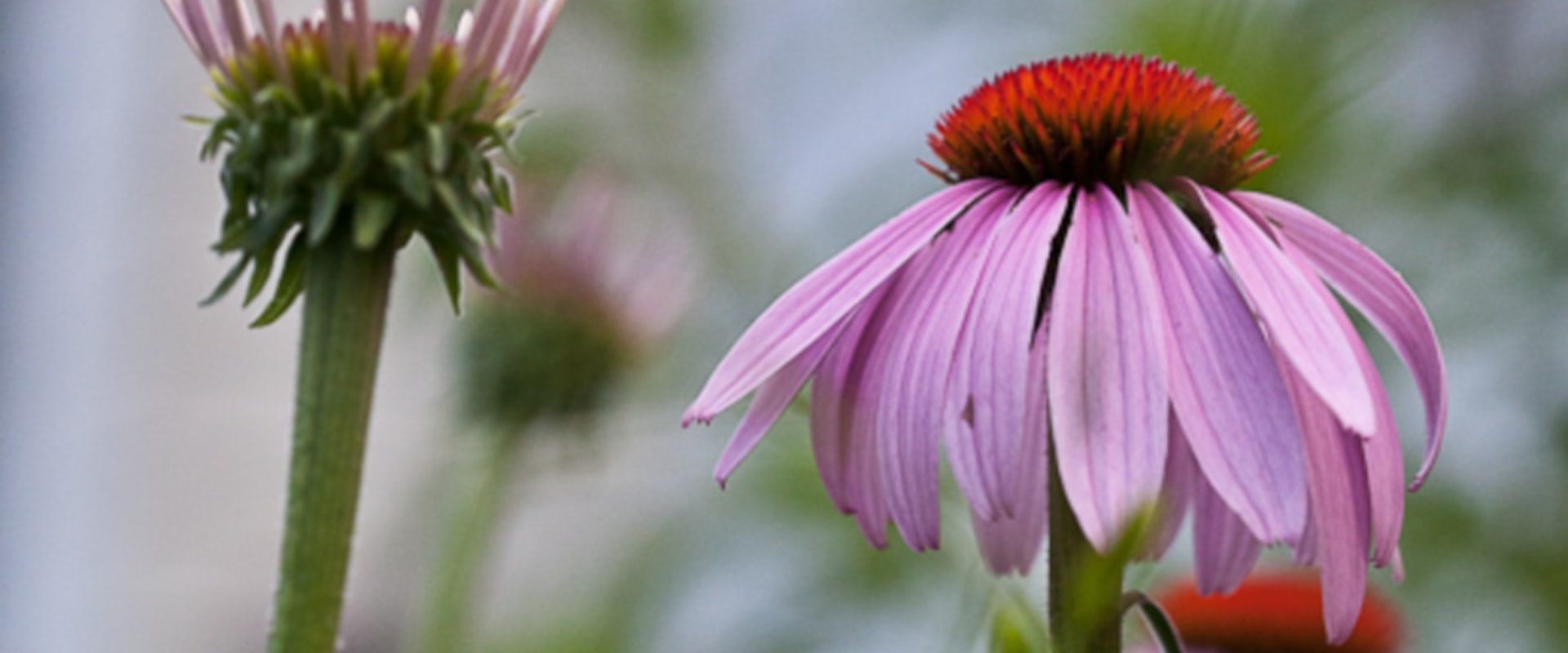 The Truth About Echinacea Goldenseal: An Expert's Perspective