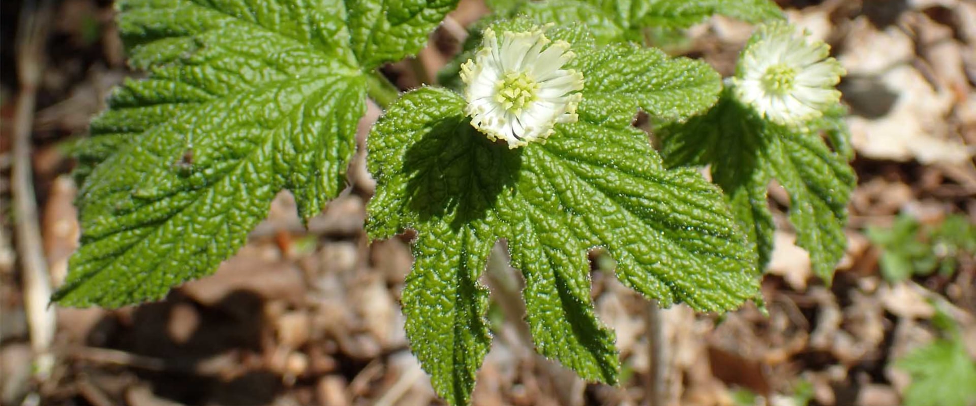 The Healing Power of Goldenseal: Uncovering its Benefits