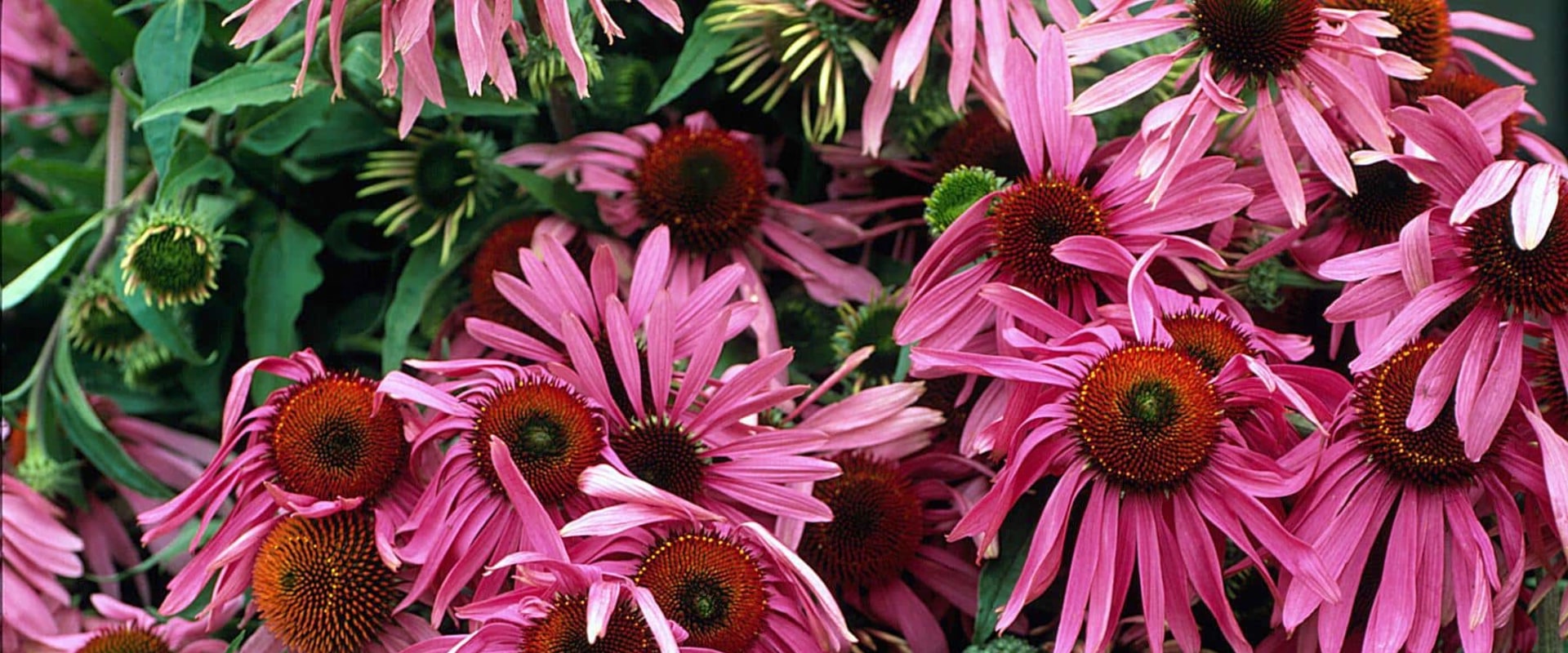 The Truth About Goldenseal and Echinacea: My Expert Opinion