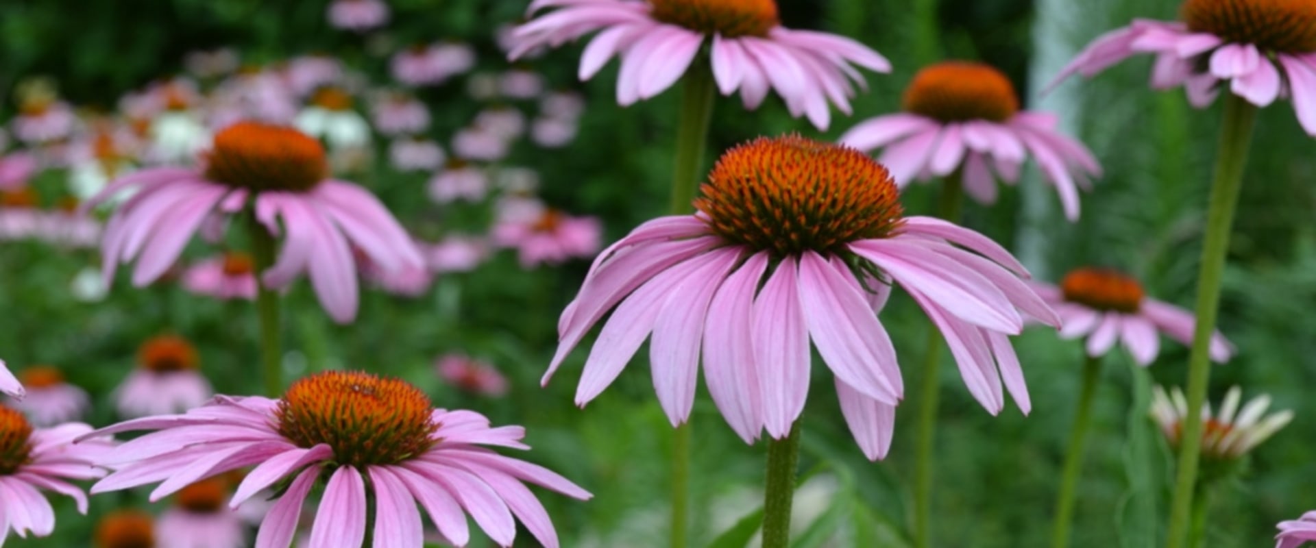 The Incredible Benefits of Echinacea and Goldenseal for Optimal Health