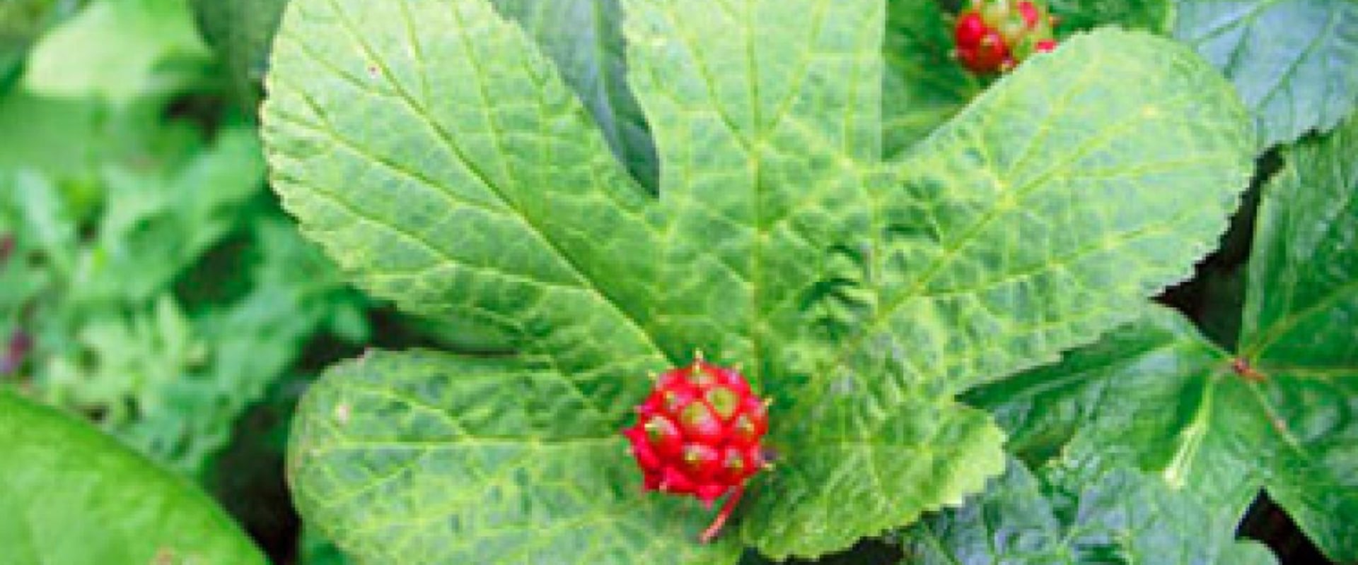 The Power of Goldenseal: A Comprehensive Guide to its Anti-Inflammatory Properties