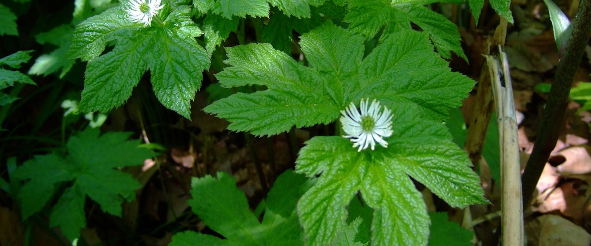 The Benefits and Risks of Taking Goldenseal Everyday
